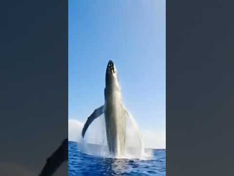 Whale 🐋 Humpback Sound ❣️ ।। Environmental Life।।