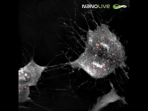 Monitoring the fate of lipid droplets in dividing cells, label-free