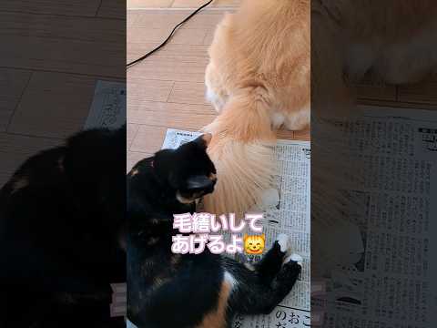 かまってもらえない三毛猫😸#shorts #ねこといぬ #三毛猫