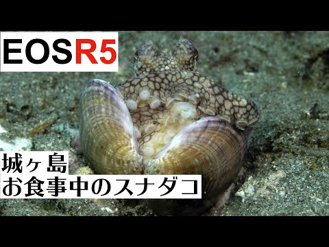 EOS R5で撮影した水中動画！城ヶ島で出合った食事中のスナダコ。体表の質感が生々しい。