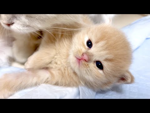 【マンチカンの子猫】寝顔が可愛い？子猫達の件 ～猫のいる生活Vol.1007～出産動画 マンチカン短足・ミヌエット・ペルシャ猫専門ブリーダー『ペット蔵人』【子猫の成長記録】