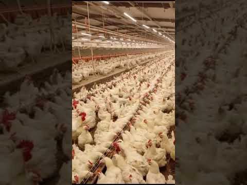 poultry farm, #chicken #poultryfarm #poultry #poultryfarming #chicken #shorts