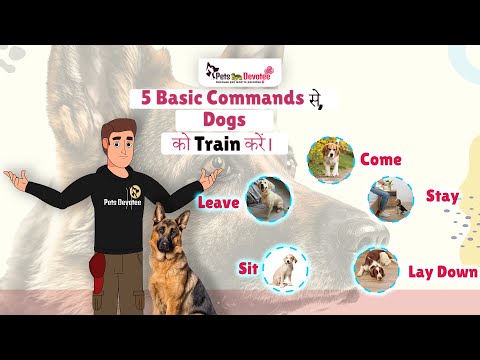 अपने प्यारे Pet  dog को कैसे Train करें  आसान और असरदार Tips