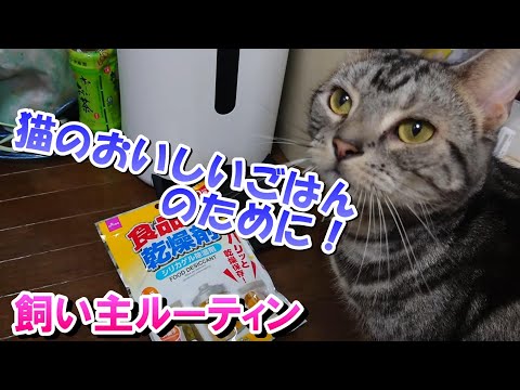 猫のためにやること！おいしいごはんのための飼い主ルーティン（アメリカンショートヘア）