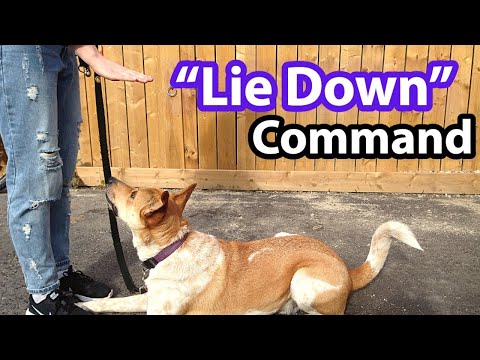 How to Teach a Dog to Lie Down (with HAND SIGNAL!)