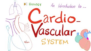 The Cardiovascular System (CVS) ❤️ 🩸 - A Simple Introduction - Biology, Anatomy, Physiology