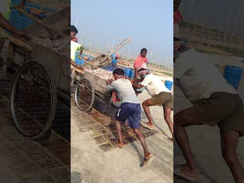 Huge Fish container || Dry Fish || fishing at Sea beach #fishing #short #sea #seafood