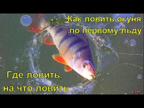 Как ловить окуня по первому льду . Где ловить, на что ловить .