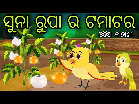 ସୁନା ରୁପା ର ଟମାଟର | Suna Rupa Ra Tamatara | Tiki Chadhei Gapa | Odia Chadhei Gapa | New Story