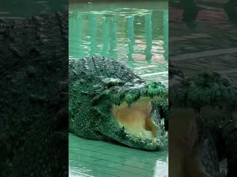 Crocodile at Bueng Chawak