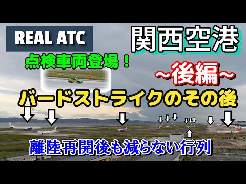 【関西空港】バードストライクのその後…行列はどうなる？【航空無線】