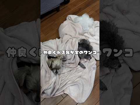 【ワンコの日常】仲良く眠るワンコ3人組♪【愛犬】 #shorts #トイプードル #ヨークシャテリア #ファミリーライフのどうが