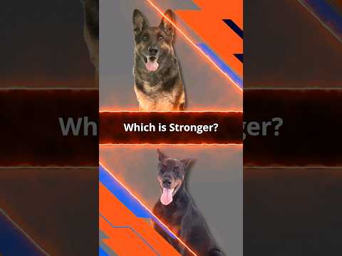 German Shepherd vs. Doberman: Who Reigns Supreme? #dog #doglover #germanshepherd #doberman