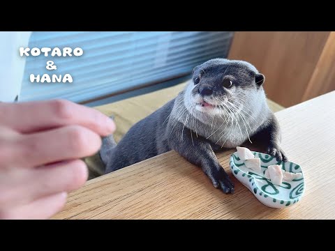 Will My Otter Share Her Food without Getting Mad?