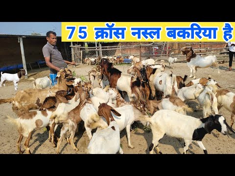 हर साल 10 लाख की बकरी बेंचता हूं | 6 साल का जबरदस्त अनुभव | Goat farming