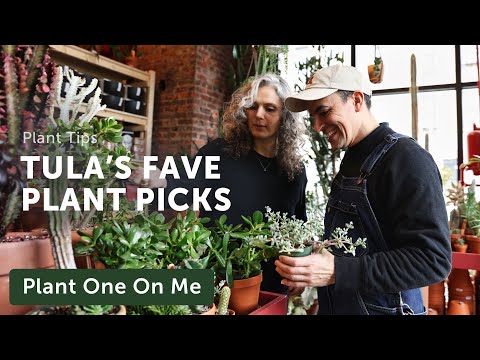 Tula House's FAVORITE PLANTS of 2024 — Ep. 362