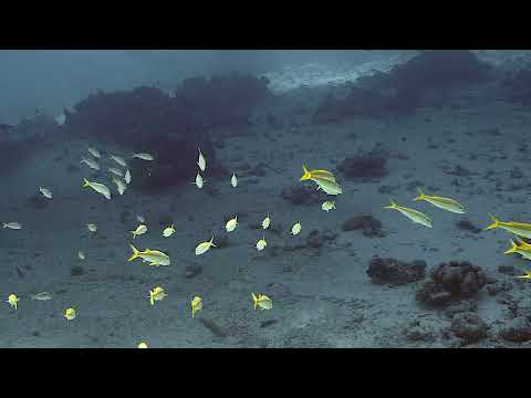 Yellowfin Goatfish school