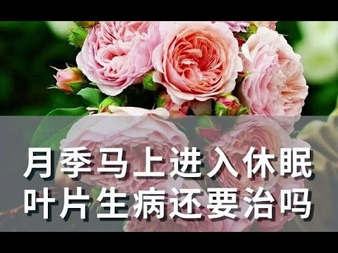 月季马上进入休眠，叶片生病还要治么