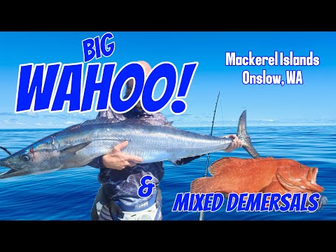 Part 1: Big Wahoo off Mackerel Islands, Western Australia