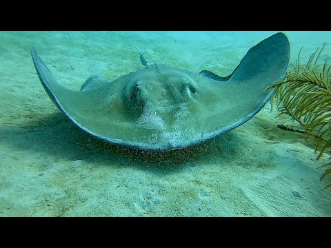 Barbados Adventures under the Sea 2019 2.7K