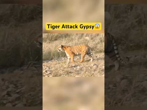 Tiger Attack Gypsy - Jim Corbett National Park #shorts #jimcorbett #tiger #tigerattack