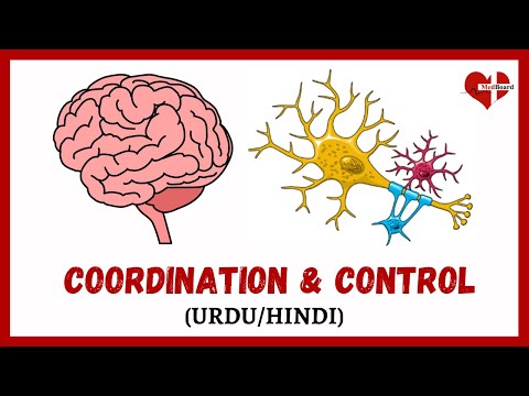 Coordination and control Biology in Urdu/Hindi | Nervous system & Nerve impulse| Class 12 Biology