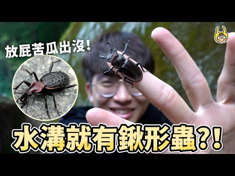 燈光陷阱！尋找東部限定鍬形蟲，台東之旅能否完美收官？【叢林大冒險】