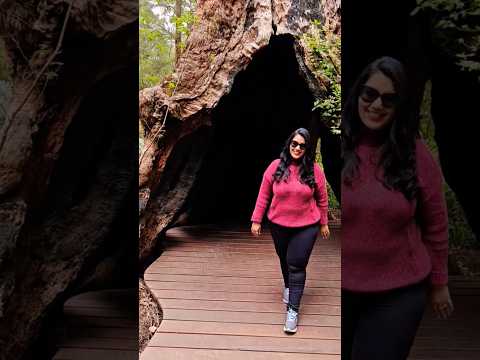 Valley of the Giants tree top walk 🚶‍♀️ #shorts