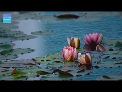 Quiet Music For Kids In The Classroom - Soft piano & lotus flowers, relaxing music for kids to study