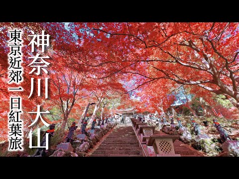 Mt. Oyama｜Afuri Shrine&Oyama Temple｜Autumn Leaves Light-up｜Japan Kanagawa