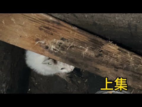 小奶猫不小心掉进了下水道，没食物没水，等待救援