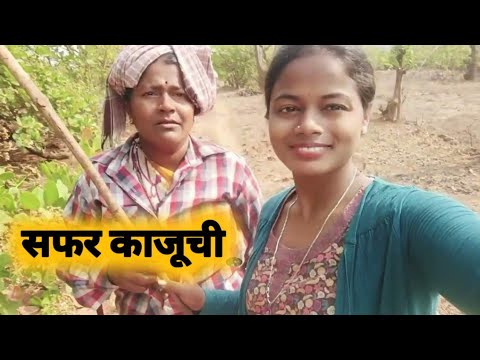 आम्ही गेलो काजू काढायला| 🤗❤️#kokanvlog#minivlog#कोकणसुख#kokan#कोकणी #काजू #कोकण