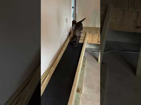 Building a Ramp for The Dachshunds!