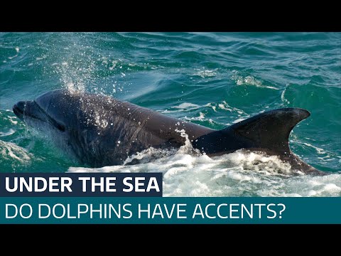 Dolphins communicate with each other in different 'accents', new research shows | ITV News