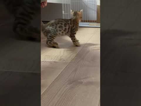 遊びがあわただしずぎるベンガルの子猫