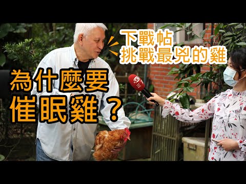 徐明老師說明【為什麼要催眠雞？】