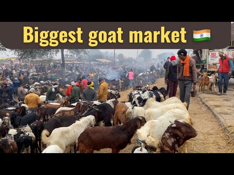 [4K] India 🇮🇳 Kanpur || India walking tour | Biggest goat market Kanpur