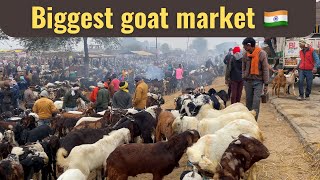 [4K] India 🇮🇳 Kanpur || India walking tour | Biggest goat market Kanpur