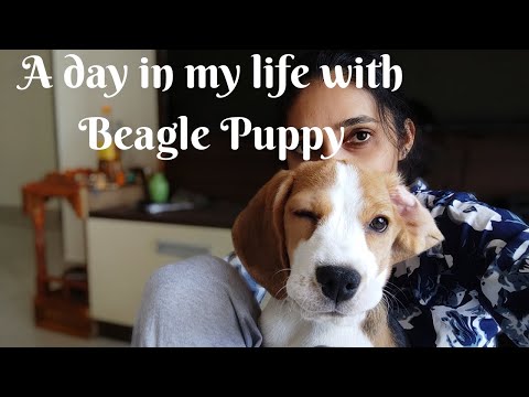 A day in my life with Beagle Puppy - Beagle Puppy Funny Moments - Paddu or Appe Recipe - Veg Biryani