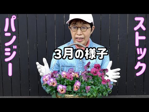 種まきしたパンジー・ビオラとストック ３月の様子は？