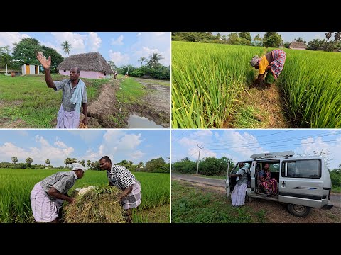 அமலா  புது வீட்டுக்கும் பக்கத்தில் மாமியின் மதிய வேலைகள் / மாமி புல் அறுக்கும் வேகத்தை பாருங்கள்