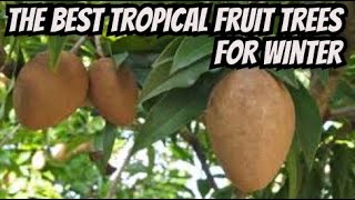 Sapodilla and Other Amazing Winter Fruits