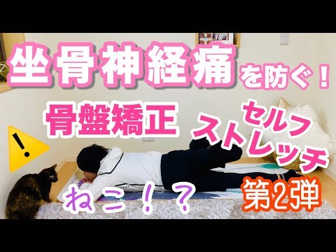 【字幕付】（骨盤矯正）ねこ初出演！！坐骨神経痛・腰痛予防ストレッチ 第二弾