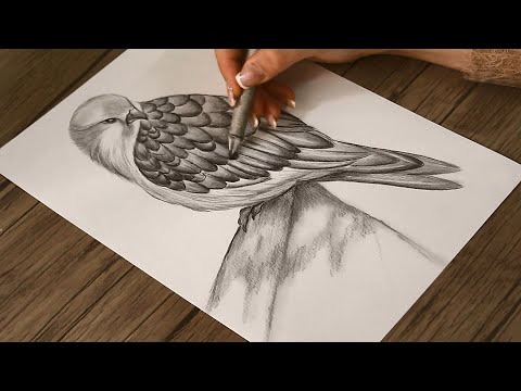 How to Draw a Falcon Step by step | Saker Falcon Sketch | Pencil Drawing