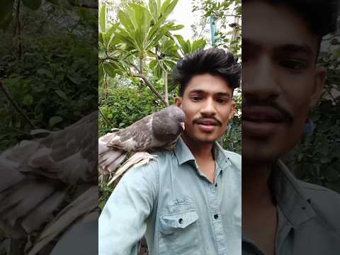 Powerful 💪🏻🕊️ || Kabutar Ki Video | #pigeon #fancypigeon #kabutar #attitude #youtubeshorts #petsvlog