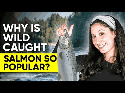 Wild Caught Salmon: Why is Wild Caught Salmon So Popular?