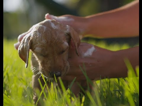 PUPPIES BATH IN 4K (ULTRA HD)