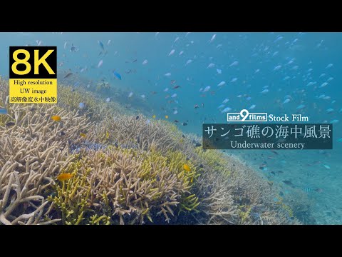 【8K 水中映像】サンゴ礁の海中風景 / Underwater scenery / Iriomotejima-island Okinawa