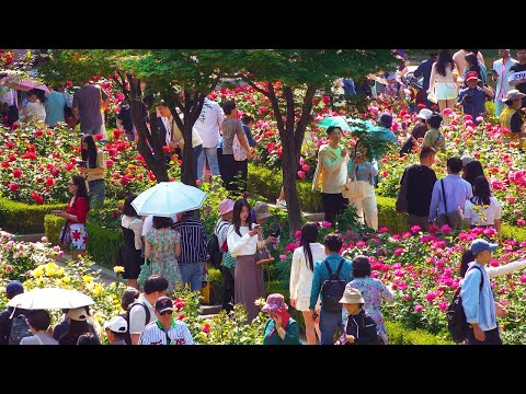 Beautiful SEOUL ROSE FESTIVAL 2024, The prettiest festival in Seoul, Seoul Travel Walker.