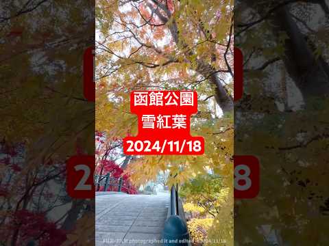 函館公園雪紅葉【1:25秒】2024/11/18